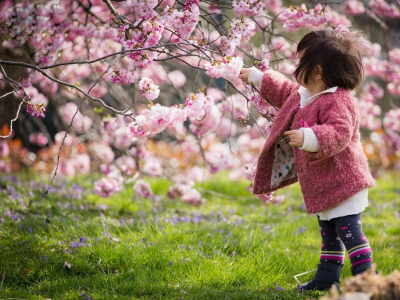 عکس ژاپن شکوفه های گیلاس سفر به ژاپن توریستی ژاپن تور توکیو