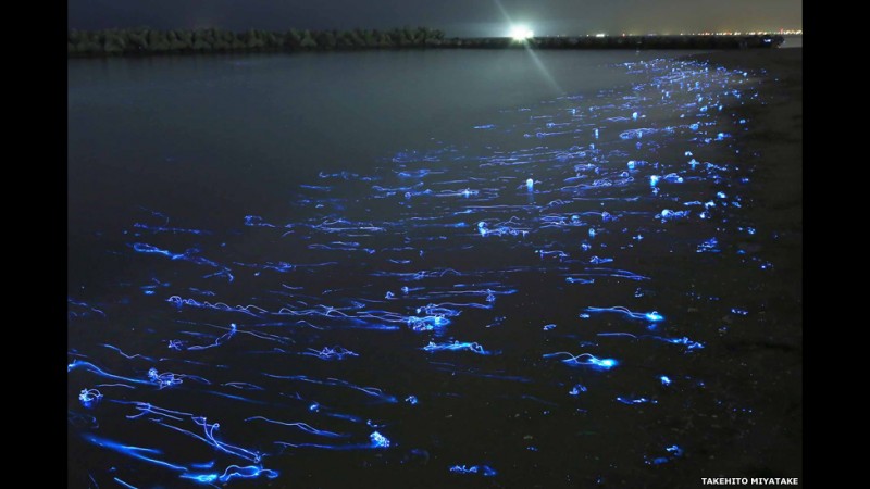 تصویری از "ماهی‌های مرکب شب‌تاب" که برای تخمگذاری به سطح آب می‌آیند. 