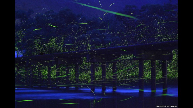 "اواخر عصر پس از باران، شب‌تاب‌ها بر بالای نهر به رقص درآمده‌اند. تخته‌سنگ‌های خیس از باران آسمان را منعکس می‌کنند