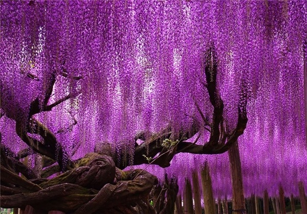 14-8-13-1142513930521000182_PhotoL