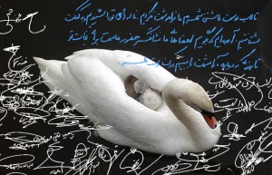 swan-13