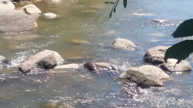 رها سازی یک جفت سمور آبی در رودخانه چوبر - پایگاه اطلاع رسانی دیارمیرزا  پایگاه اطلاع رسانی دیارمیرزا
