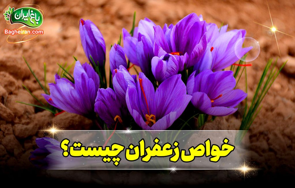 فواید زعفران