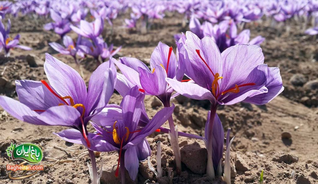 خاصیت های زعفران