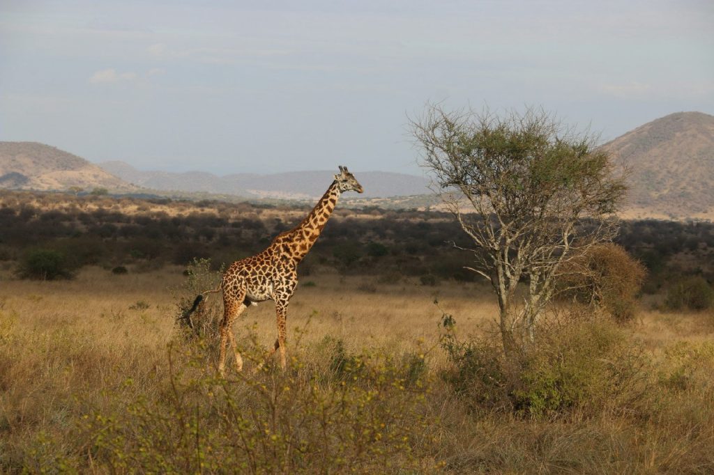 
a giraffe in a grassland