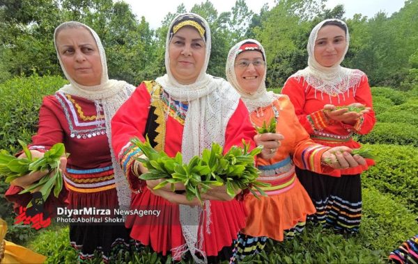اولین جشنواره چای لنگرود
