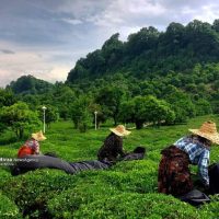 تصاویری از برداشت برگ سبز چای در کومله
