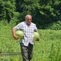 آغاز برداشت هندوانه از باغات چاف؛ بازدید استاندار گیلان از باغات لنگرود+ تصاویر