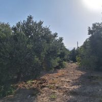 ثبت چهارمین کلکسیون بین‌المللی زیتون کشور در ایستگاه رودبار زیتون