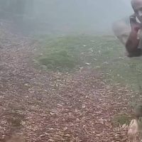 تصویربرداری از پلنگ ایرانی در جنگل‌های هیرکانی املش