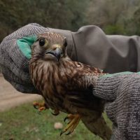 پرواز دوباره عقاب و دلیجه بر فراز آسمان ماسال+ فیلم