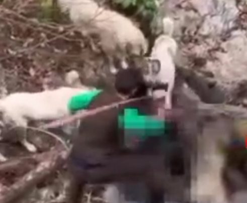 صدور حکم جلب فرد گراز آزار در ماسال | واکنش سریع دستگاه قضایی و محیط زیست