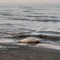 کشف لاشه یک فوک خزری در ساحل سنگاچین؛ تنها پستاندار بومی دریای کاسپین در معرض خطر!