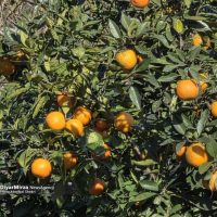 برگزاری جشنواره شکرانه برداشت پرتقال در روستای پرشکوه بخش کومله