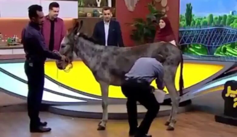 شیر الاغ